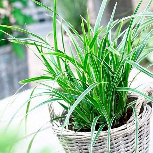 Carex Ice Dance Sedge Plants Carex Ice Dance x 3 Sedge Plants image3 3