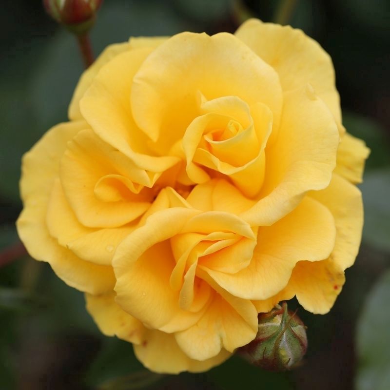 Yellow Rose Bush - Precious Gold 530456_PI_V01 3