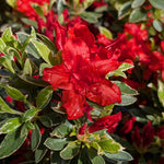 Red Azalea Hotshot Plant Gift Wrapped  2