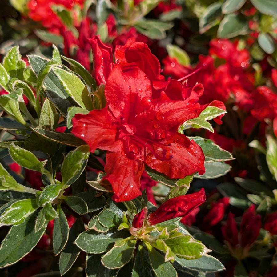 Red Azalea Hotshot Plant Gift Wrapped  2