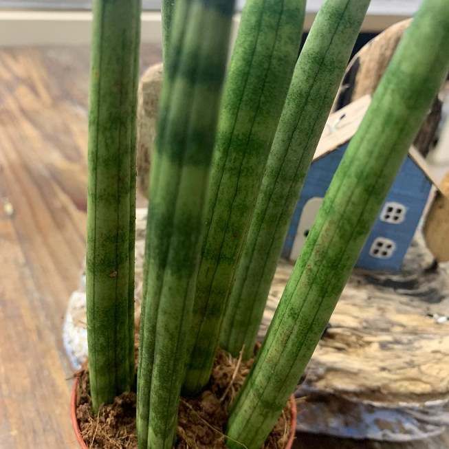 Sansevieria Cylindrica Straight 5440_2 4