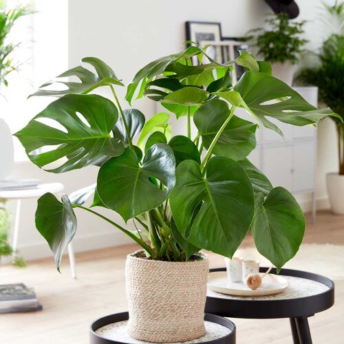 Monstera Deliciosa