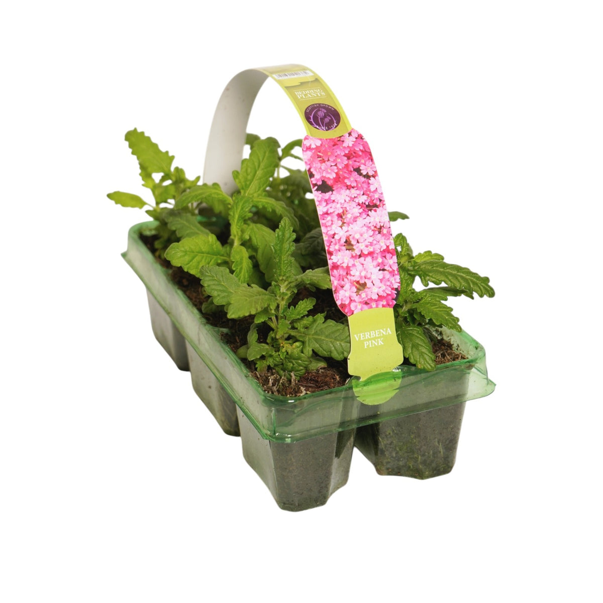 Verbena Bedding Plants