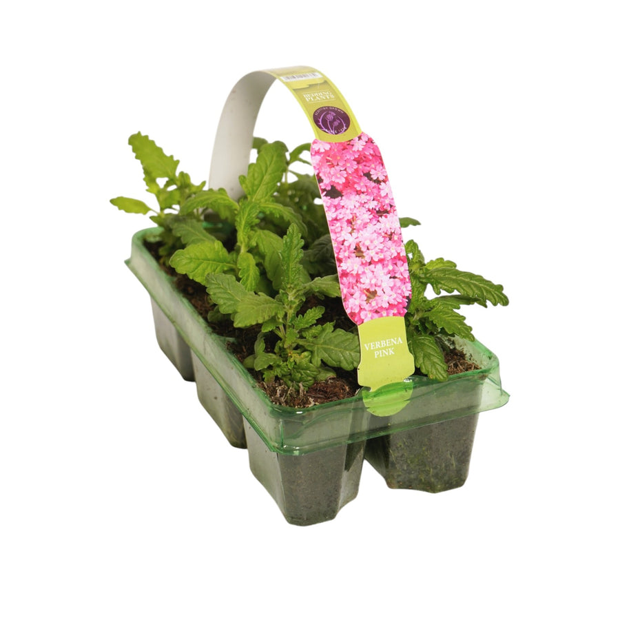 Verbena Pink Bedding Plants  5