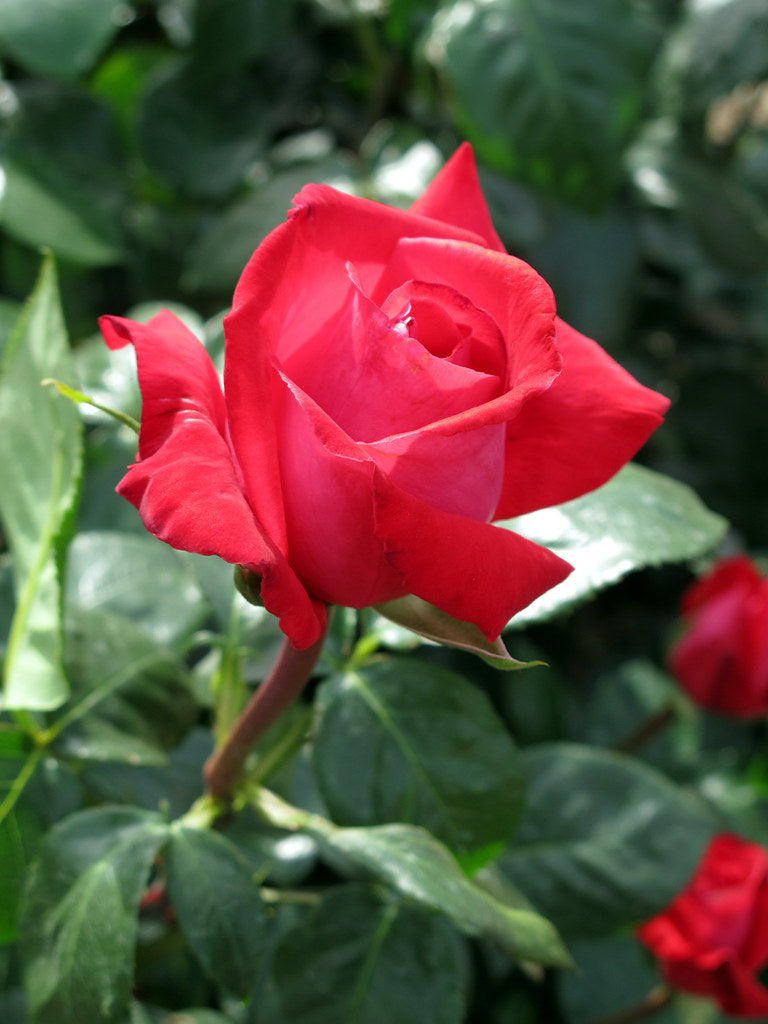 Red Rose Bush - Red Devil 5734258608_ee360de983_b 3