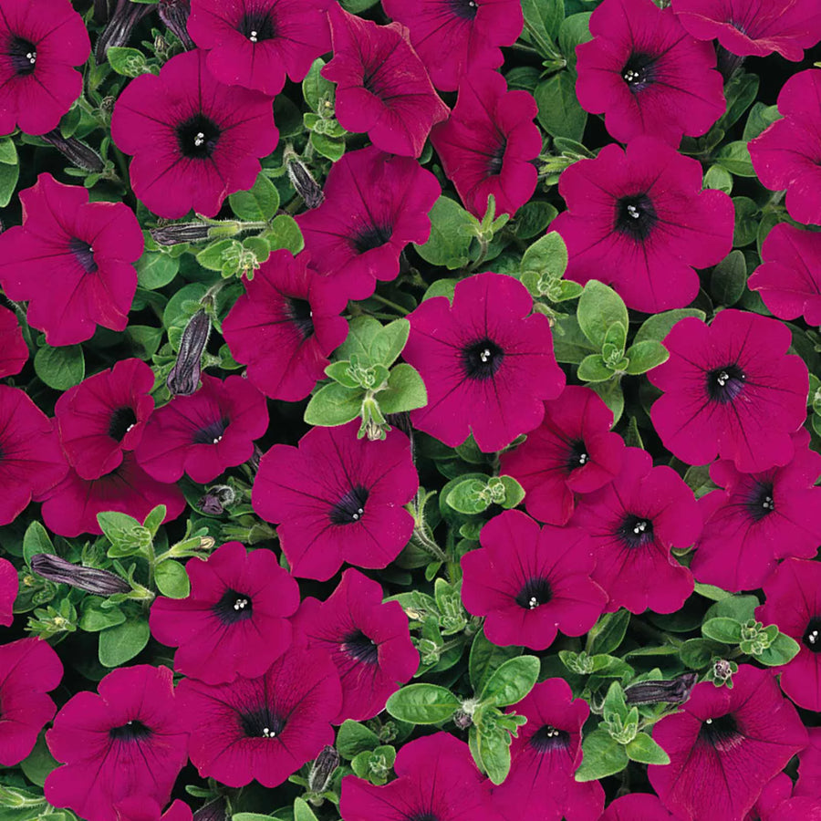 Petunia Mix Colours 20 Plants Petunia Mix Colours 20 Plants image4 4