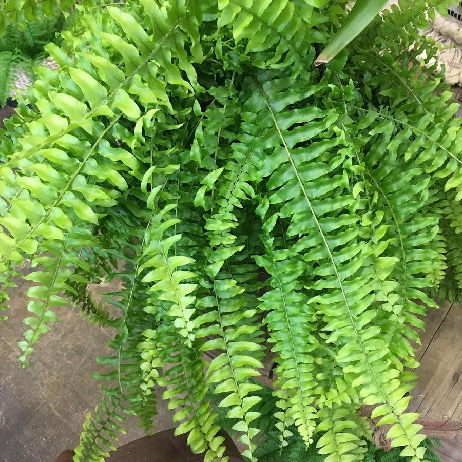 Carbeth Plants Top 3 Indoor Mix 58246c690a0b25f4ce62dce7b4ee4e74 4