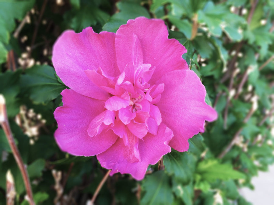 Hibiscus syriacus - Rose of Sharon - Sanchoyo 5891776602768e07d1beed904fed5438 2