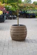 Mica Plant Pots - Dark Brown Cane Round brown rattan-look plant pot with a young tree, placed on paved ground in an outdoor nursery. 4