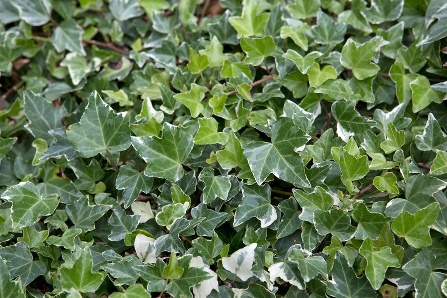 Hedera Helix - English Ivy 5b6b15a5-5863-40c6-a90b-9e7c8630c631-d7952b6 3