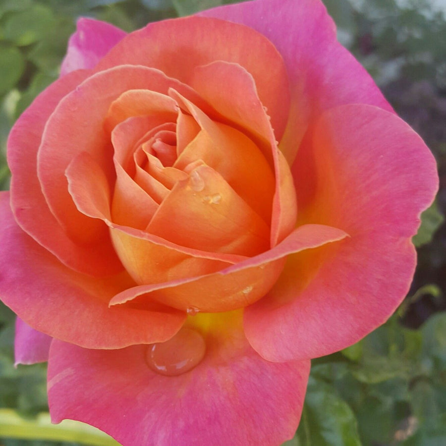 Rose Bush 'Chicago Peace' 5d84008bbb9b9765c252619ed1ef7c15 5