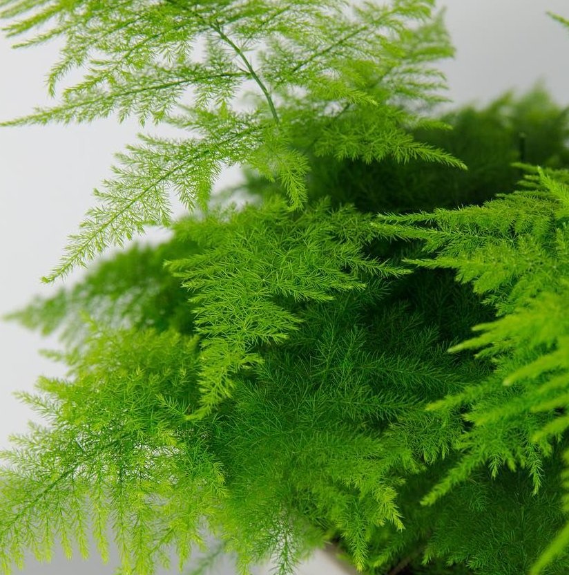 Asparagus Plumosus 5ea33e3ce7289_231364b 1