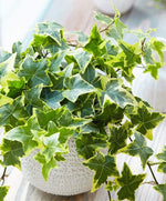 Variegated Hedera Helix  4
