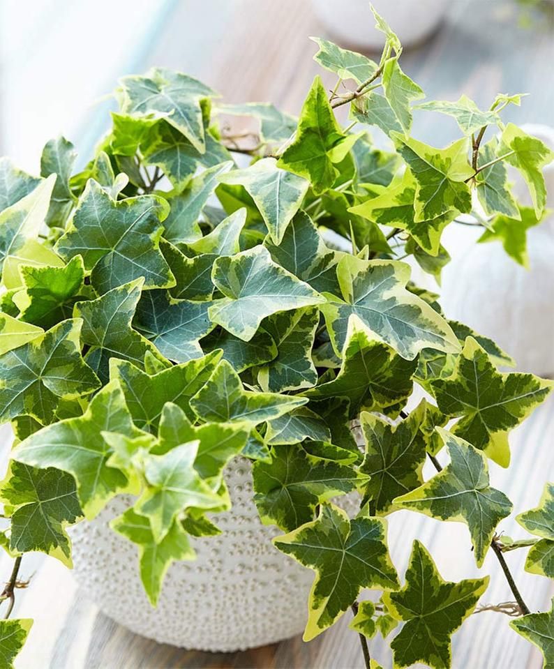 Variegated Hedera Helix  4