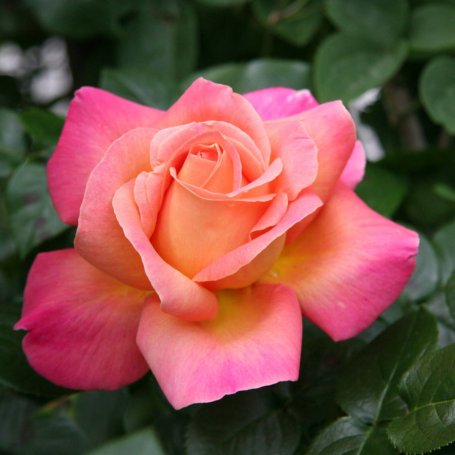 Rose Bush 'Chicago Peace' 60606645.06 1