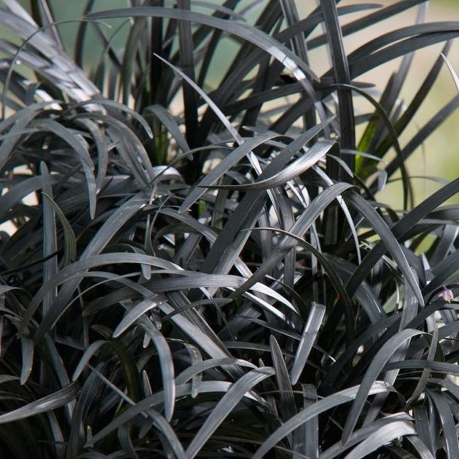 Ophiopogon Planiscapus Nigrescens 61-Zj+Hl2VL._AC_SL1000_ 4