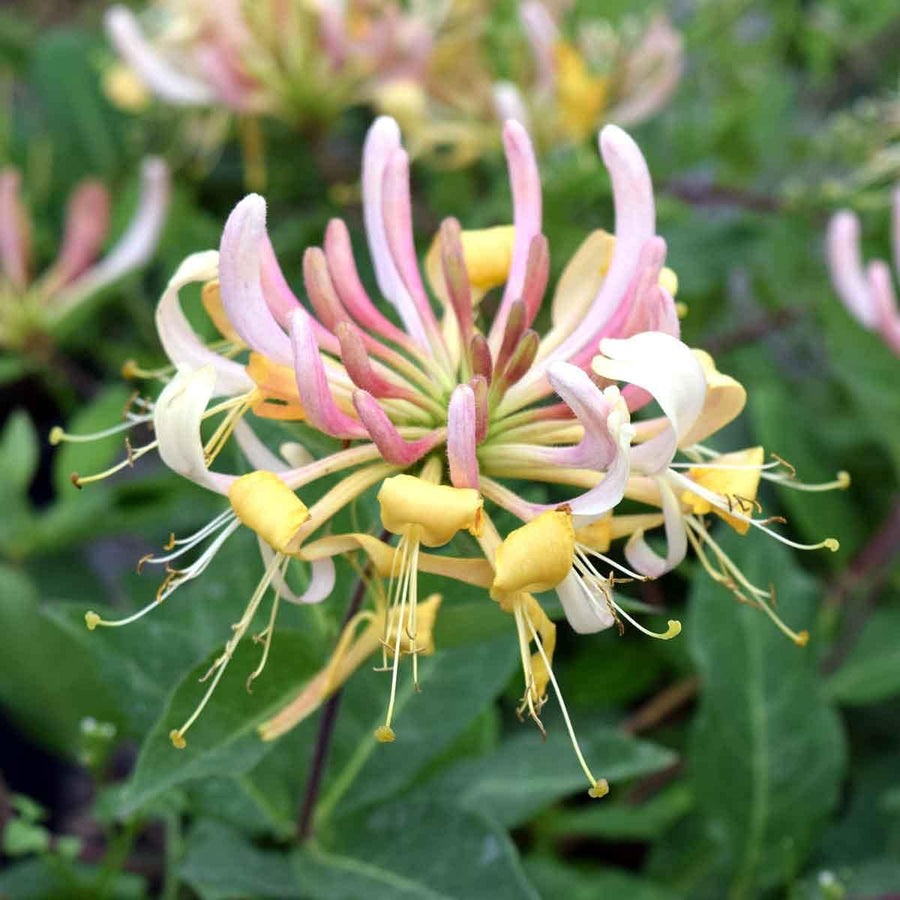 Lonicera Belgecia 61-eqDUszjS._AC_SL1200_ 2