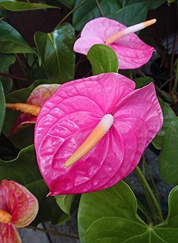 Flamingo Lily Anthurium Plant