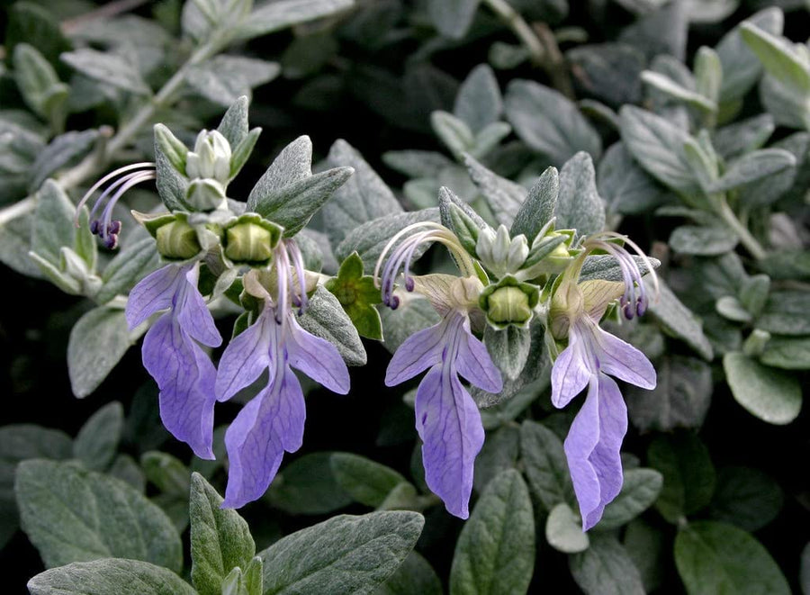 Teucrium Fruticans Teucrium Fruticans image2 2