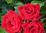 Red Rose Bush - Love Knot 611Klv-PCKL._AC_ 1
