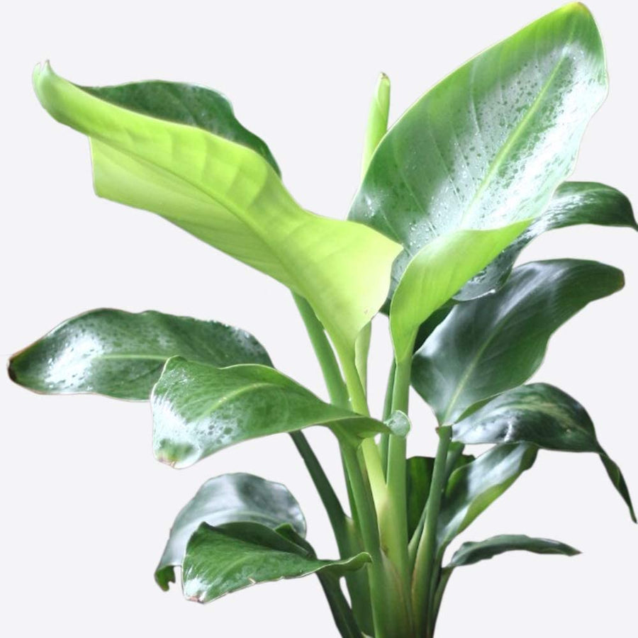 Strelitzia Bird of Paradise 611T6jSQFcL._AC_SL1000_ 3