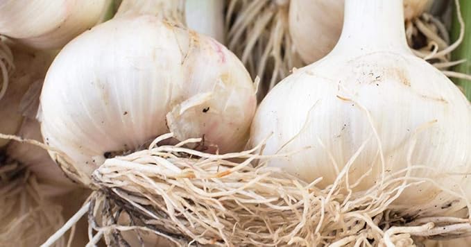 Garlic Planting Bulbs - Marco  2