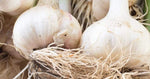 Garlic Planting Bulbs - Marco  2