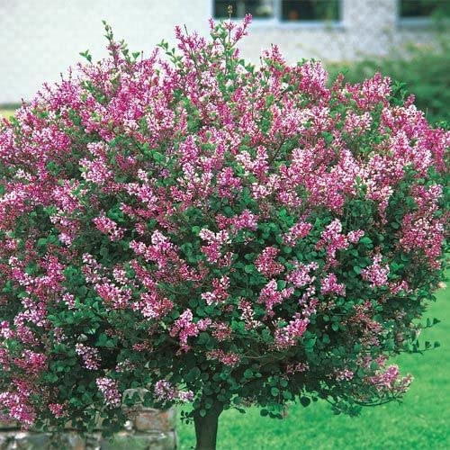 Syringa Red Pixie Syringa Red Pixie image4 4