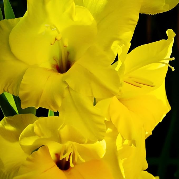 Gladiolus Bulbs Nova Lux  2