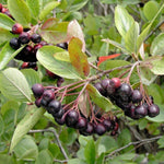 Chokeberry  4