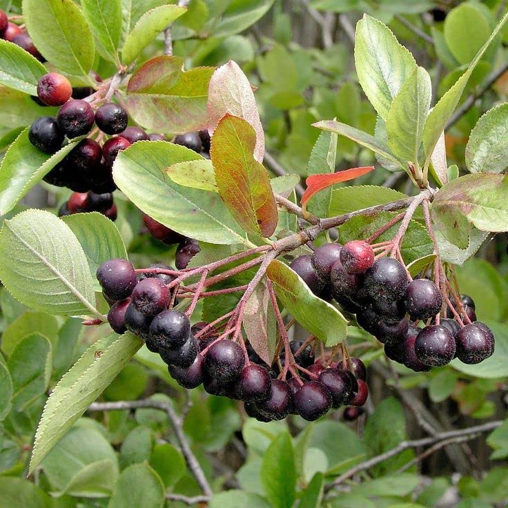 Chokeberry  4