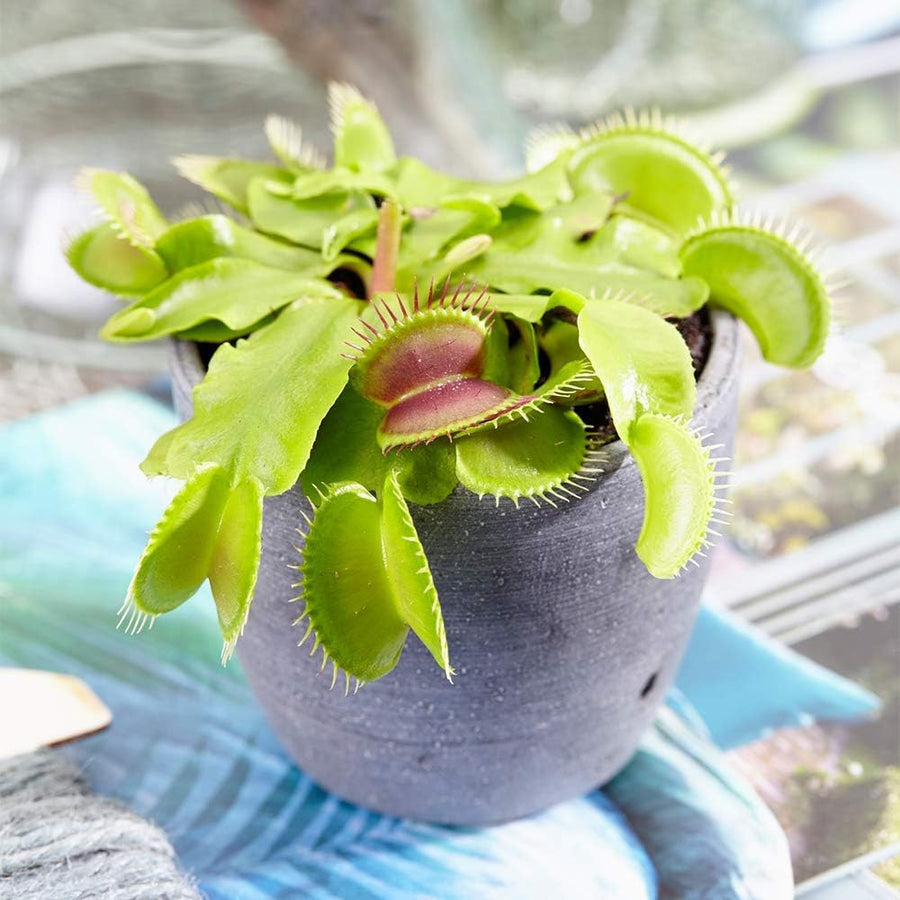 Venus Fly Trap (2 Plants) 5.5cm Venus Fly Trap (2 Plants) image3 1
