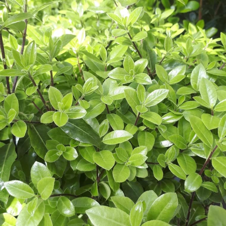 Pittosporum tenuifolium 'Golden Ball' Pittosporum tenuifolium 'Golden Ball' image2 1