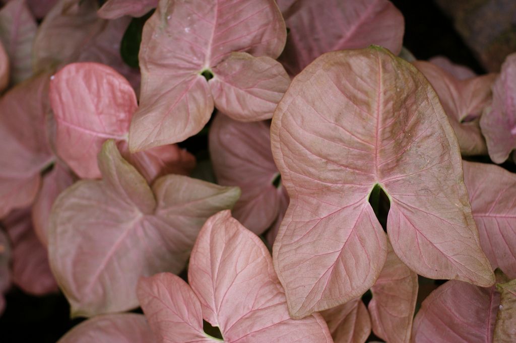 Syngonium Neon Robusta in 6cm Pot 613fe72afbacb484a49a079a77c27fda 5