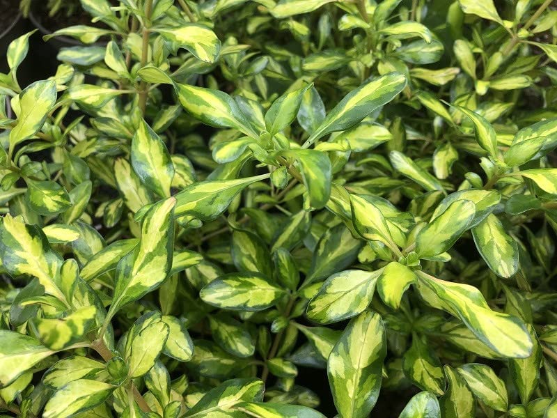 Coprosma Lemon and Lime - 2 Plants 6142gjCLN8L._AC_ 4