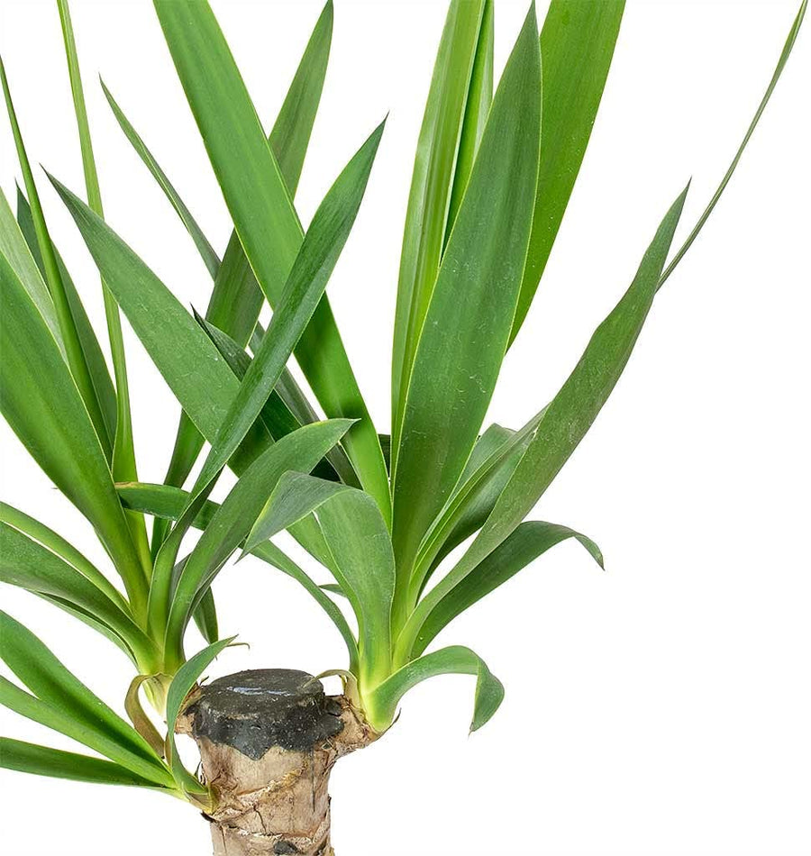 Yucca Elephantipes Spinless 614eDfdef2L._AC_SL1024_ - Copy (2) 3