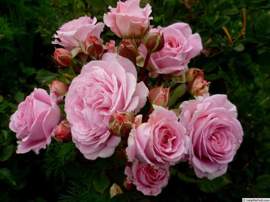 Pink Rose Bush - Countess Marie Henriette 614mB2OnC0L._AC_ 3