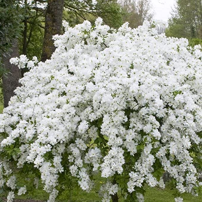 Exochorda Macrantha - The Bride Exochorda Macrantha - The Bride image1 1