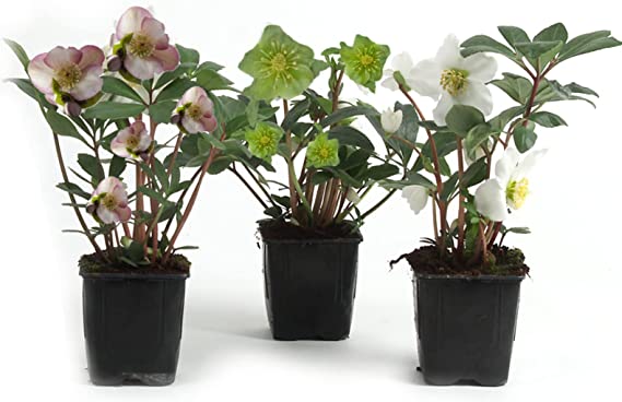 Helleborus Mix - Mixed Varieties 615qcVTiBPL._AC_SX569_ 2