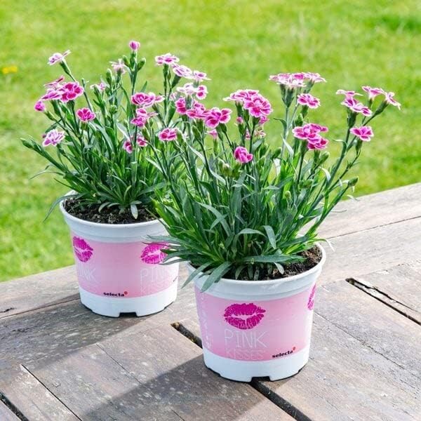 Dianthus Pink Kisses Flowering Plant Dianthus Pink Kisses Flowering Plant image3 2