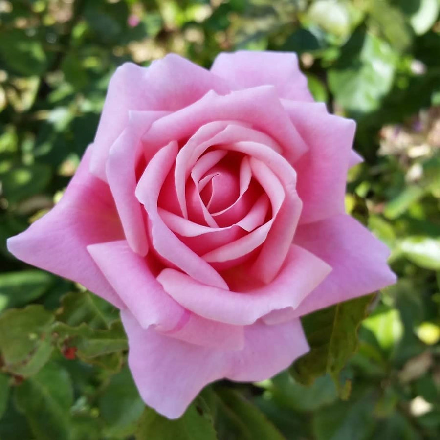 Pink Rose Bush - Frederic Mistral 616MiROlaCL._AC_SL1080_ 4