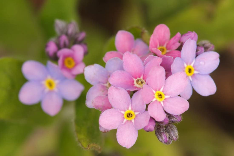 Myosotis 'Mon Amie Pink' Myosotis 'Mon Amie Pink' image3 3