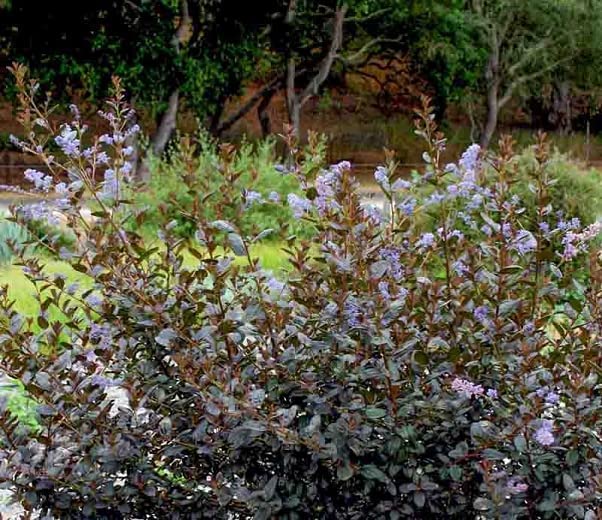 Ceanothus Tuxedo Ceanothus Tuxedo image2 3