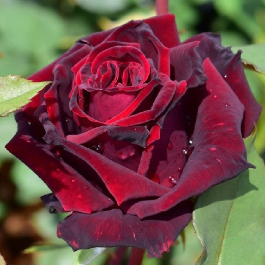 Red Rose Bush - Deep Secret 61AwfqIS8NL._AC_SL1250_ 5