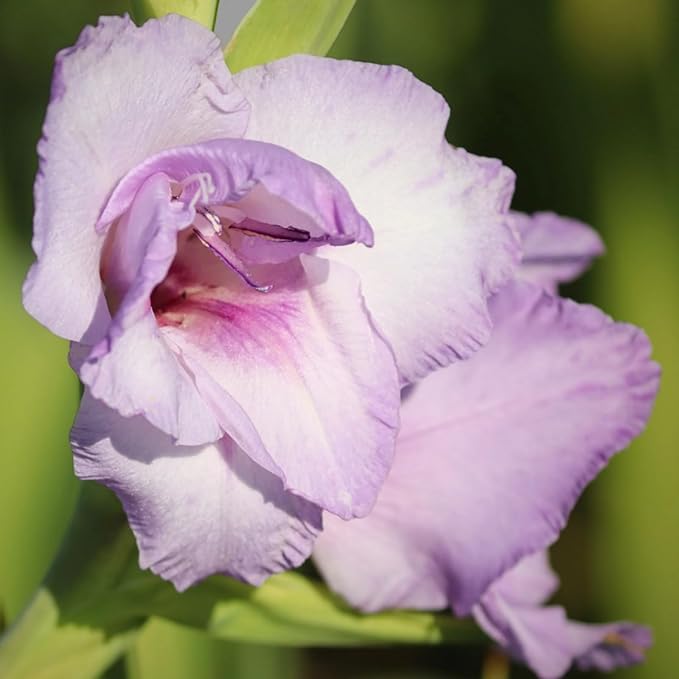 Gladiolus Bulbs Blue Tropic  2