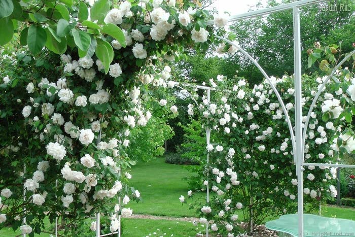 White Rose Bush - Madame Alfred Carriere 61CQilUqd2L._AC_ 4