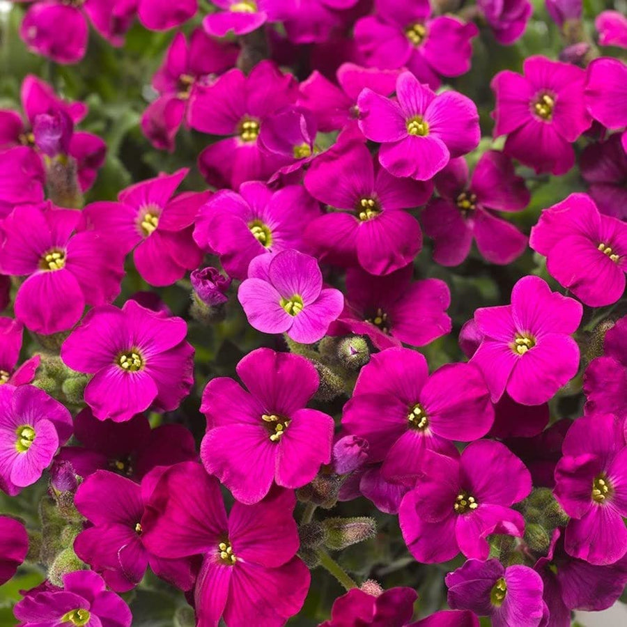 Aubretia Audrey Red Aubretia Audrey Red image4 1