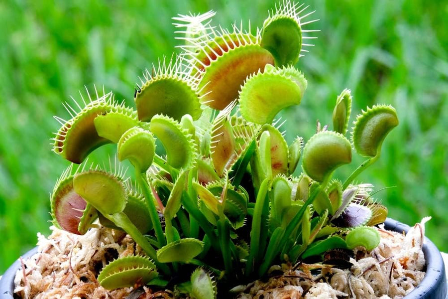 Venus Fly Trap (2 Plants) 5.5cm Venus Fly Trap (2 Plants) image4 4