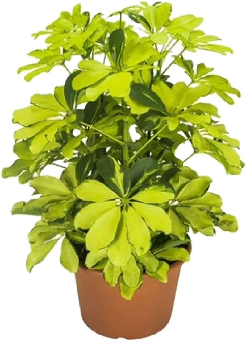 Schefflera Arboricola 'Melanie' Schefflera Arboricola 'Melanie' image1 1