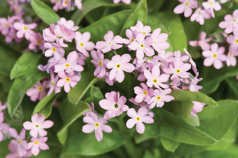 Myosotis 'Mon Amie Pink' Myosotis 'Mon Amie Pink' image2 2